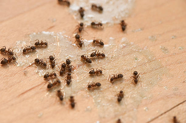 Insect Control in Pueblo, CO