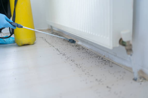 Reliable Pueblo, CO Pest Control Solutions